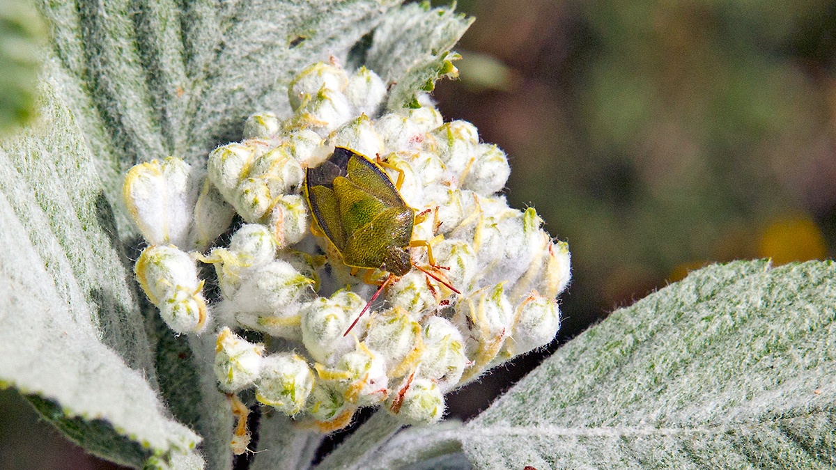Gorse Shieldbug [Piezodorus lituratus]