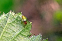 Cucumber Green Spider [Araniella cucurbitina sensu lato]