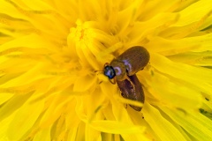 Yellow-brown Raspberry Beetle [Byturus ochraceus]