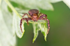 Red Crab Spider [Xysticus lanio ?]