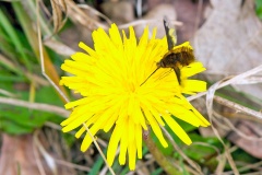 Dark-edged Bee-fly [Bombylius major]
