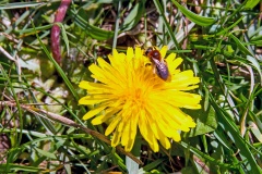 Early Mining Bee [Andrena haemorrhoa]