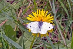 Green-veined White [Pieris napi]