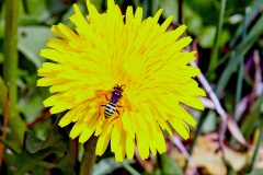 Gooden's Nomad Bee [Nomada goodeniana]