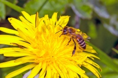 Western Honey Bee [Apis mellifera]