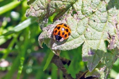 Harlequin Ladybird [Harmonia axyridis]