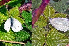 Small White [Pieris rapae]