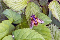 Batman Hoverfly [Myathropa florea]