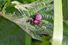 crab spider [Xysticus sp.]