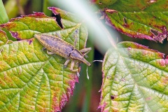 Yellow Weevil [Lixus iridis]