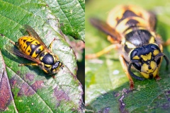 German Wasp [Vespula germanica]