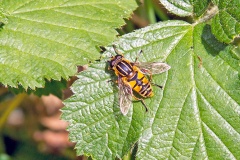 Sun Fly (a.k.a. The Footballer) [Helophilus pendulus]