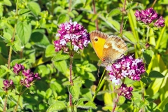 Gatekeeper [Pyronia tithonus britanniae]