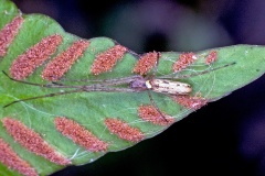 Common Stretch Spider [Tetragnatha extensa]
