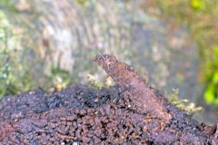 mite [Linopodes sp.]