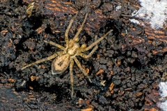 Buzzing Spider [Anyphaena accentuata]