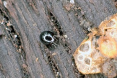 mite [Euzetes globulus]