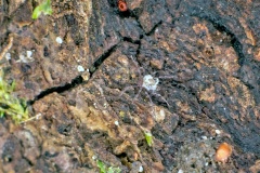 Oribatid mite [Damaeidae sp.]