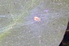 Bleeding Heart Spider [Nigma puella]