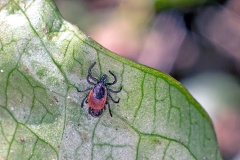 Castor Bean Tick [Ixodes ricinus]
