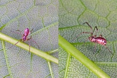 Platform Hammock Spider [Neriene peltata]