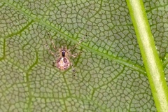 comb-footed spider [Theridion varians]