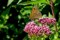 Meadow Brown [Maniola jurtina insularis]