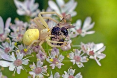 Flower Crab Spider [Misumena vatia]