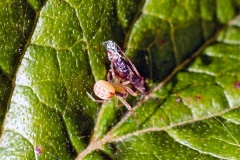 Banded Comb-Footed Spider [Anelosimus vittatus?]