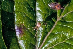 Banded Comb-Footed Spider [Anelosimus vittatus?]