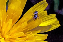 Common Sun-jumper [Heliophanus flavipes]