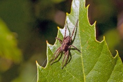 Spotted Wolf Spider [Pardosa amentata]