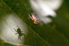 Spider silhouetted on a leaf