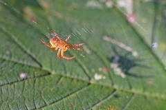Cucumber Green Spider [Araniella cucurbitina]