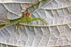 Green Crab Spider [Diaea dorsata]