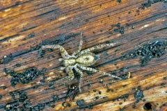 Buzzing Spider [Anyphaena accentuata]
