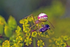 Common Candy-striped Spider [Enoplognatha ovata?]