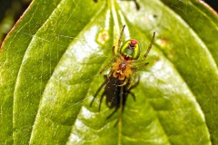 Cucumber Green Spider [Araniella cucurbitina]