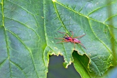 leafcurling sac spider [Clubiona lutescens?]