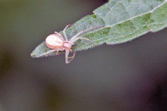Running Crab Spider [Philodromus albidus]