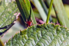 red velvet mite [Trombidiidae sp.]