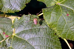 Red Harvestman [Opilio canestrinii]