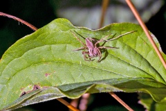 European Nursery Web Spider [Pisaura mirabilis]