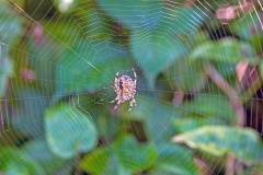 European Garden Spider [Araneus diadematus]