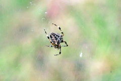 European Garden Spider [Araneus diadematus]