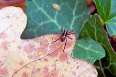 Common Lugubrious Wolf Spider [Pardosa saltans?]