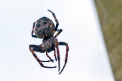 Walnut Orb-Weaver [Nuctenea umbratica]