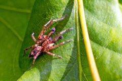 Buzzing Spider [Anyphaena accentuata?]
