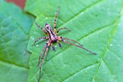 Buzzing Spider [Anyphaena accentuata?]