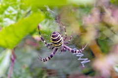 Wasp Spider [Argiope bruennichi]